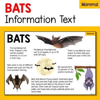 蝙蝠會咬人嗎|蝙蝠資訊站 Bats information about Taiwan